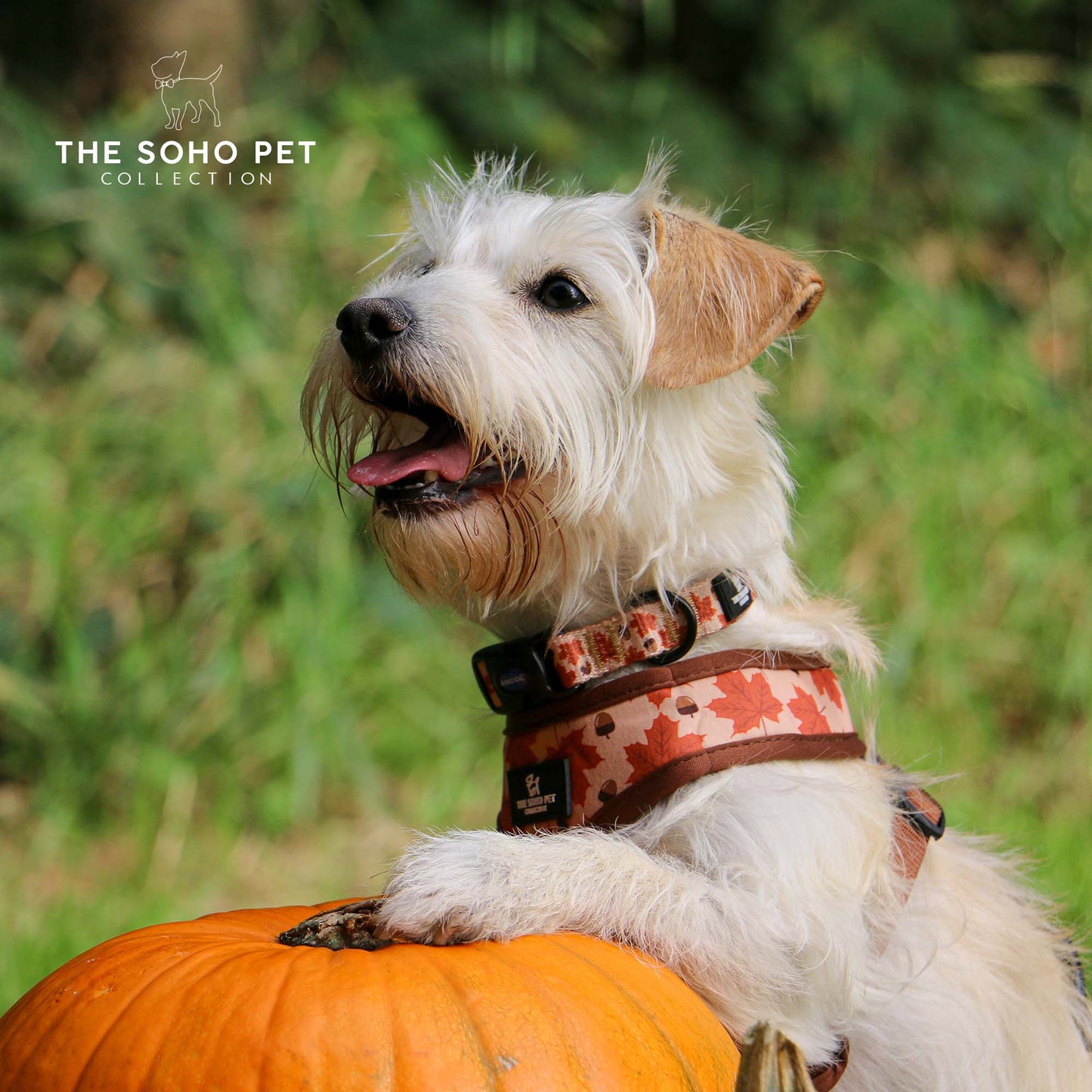 Soho Collection Collar - Maple Leaf