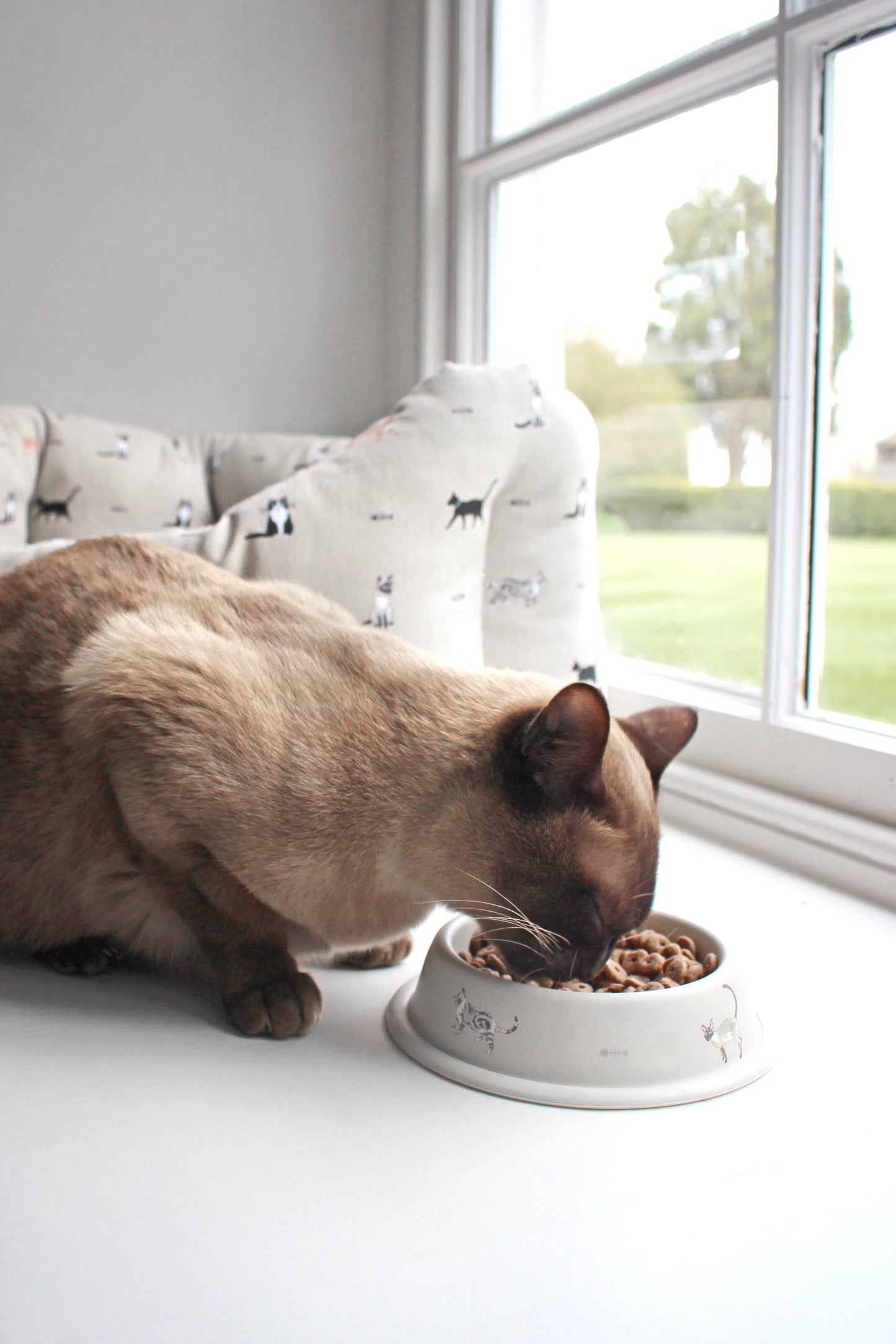 Cat Bowl - Purrfect