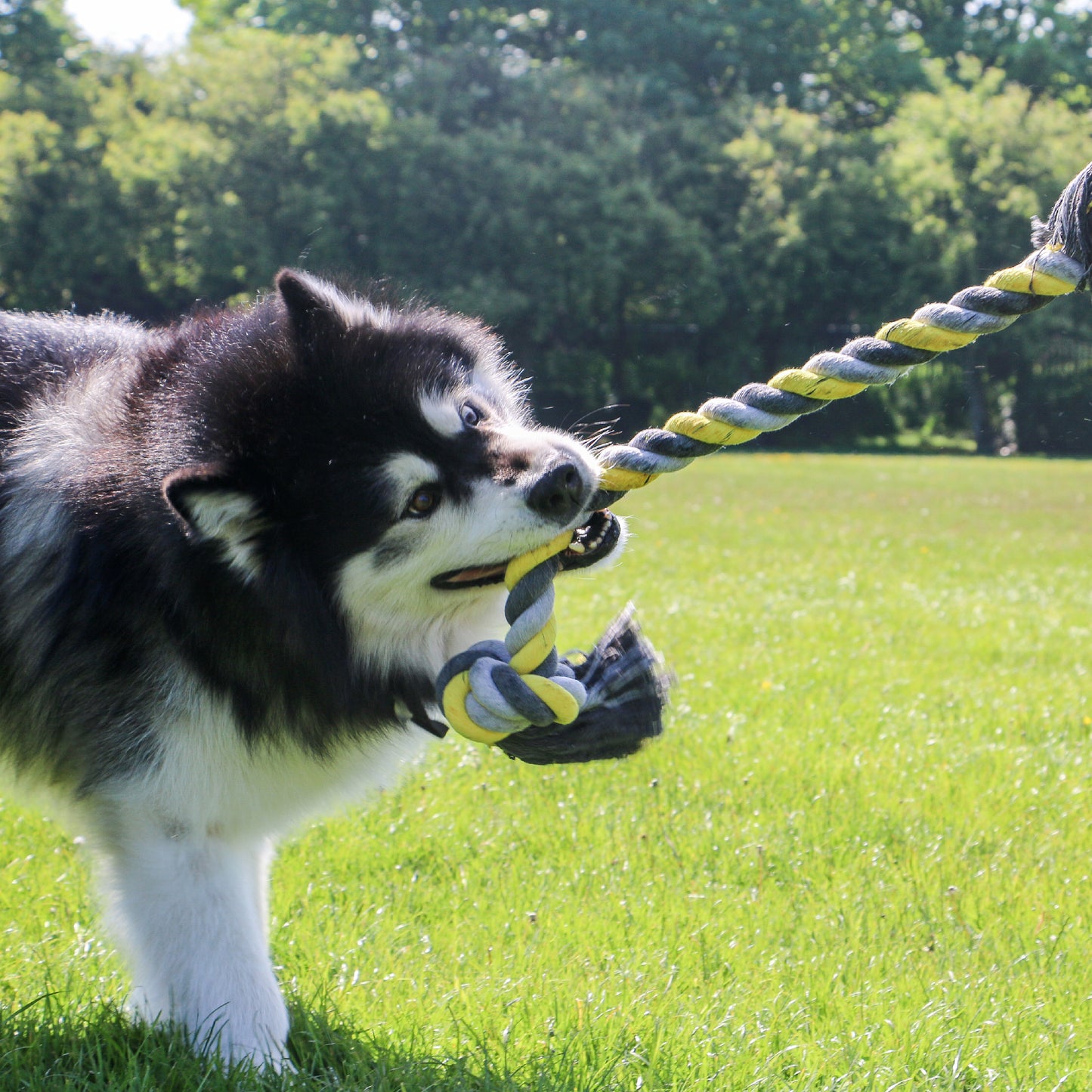 Dog Toy - Jumbo Jaws Super Rope