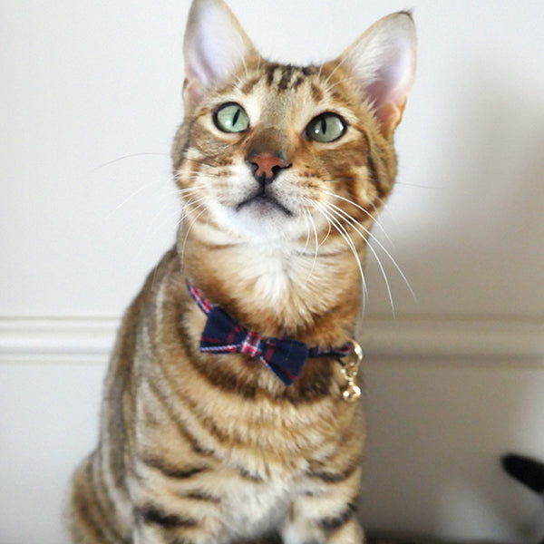 Cat Collar - Tartan